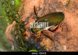 Attēlu rezultāti vaicājumam “Dytiscus dimidiatus”