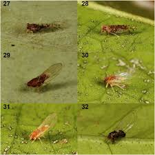 Attēlu rezultāti vaicājumam “Licea pygmaea sessile”