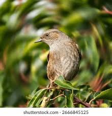 Attēlu rezultāti vaicājumam “Prunella modularis”