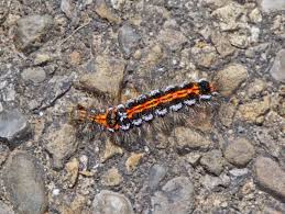 Attēlu rezultāti vaicājumam “Euproctis similis larva”