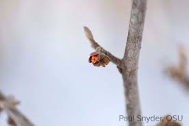 Attēlu rezultāti vaicājumam “Hamamelis vernalis bud”
