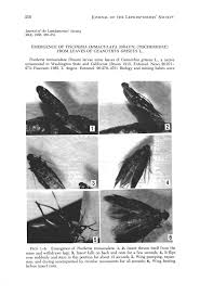 Attēlu rezultāti vaicājumam “Tischeriidae”