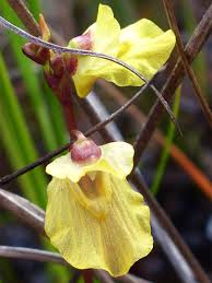 Attēlu rezultāti vaicājumam “Utricularia minor”