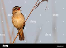 Attēlu rezultāti vaicājumam “Acrocephalus schoenobaenus adult”
