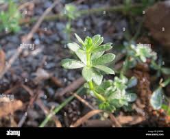 Attēlu rezultāti vaicājumam “Galium schultesii leaf”