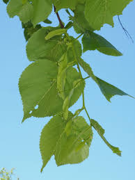 Attēlu rezultāti vaicājumam “Tilia platyphyllos subsp. platyphyllos”