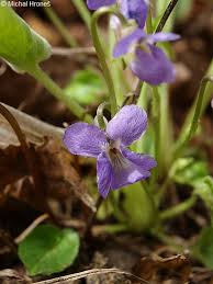 Attēlu rezultāti vaicājumam “Viola collina”