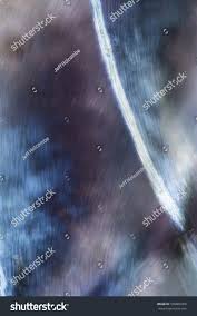 Attēlu rezultāti vaicājumam “Platygyrium repens”