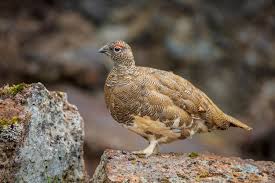 Image result for Lagopus muta