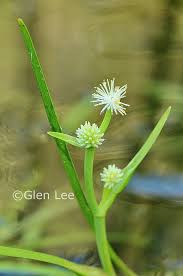 Attēlu rezultāti vaicājumam “Sparganium minimum leaf”