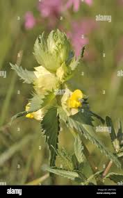 Attēlu rezultāti vaicājumam “Rhinanthus serotinus flower”