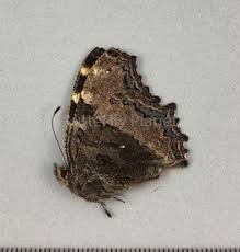 Attēlu rezultāti vaicājumam “Oeneis jutta underside”