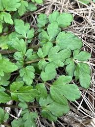 Attēlu rezultāti vaicājumam “Ranunculus cassubicus leaf”