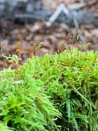 Attēlu rezultāti vaicājumam “Callicladium haldanianum”