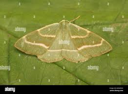 Attēlu rezultāti vaicājumam “Hylaea fasciaria”