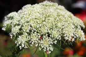 Attēlu rezultāti vaicājumam “Daucus sativus flower”