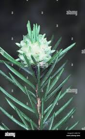 Attēlu rezultāti vaicājumam “Adelges laricis”