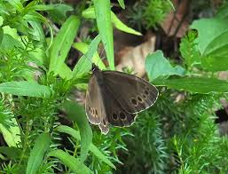 Attēlu rezultāti vaicājumam “Lopinga achine upperside”