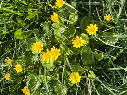 Attēlu rezultāti vaicājumam “Ficaria verna flower”