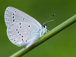 Attēlu rezultāti vaicājumam “Cupido minimus underside”