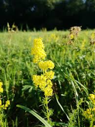 Attēlu rezultāti vaicājumam “Galium verum leaf”