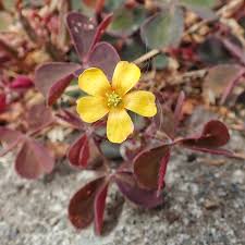 Attēlu rezultāti vaicājumam “Oxalis corniculata”