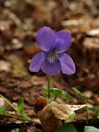 Attēlu rezultāti vaicājumam “Viola riviniana”