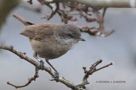 Attēlu rezultāti vaicājumam “Sylvia curruca adult”