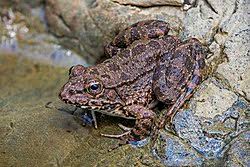 Attēlu rezultāti vaicājumam “Pelophylax juvenile”