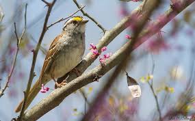 Image result for Zonotrichia albicollis