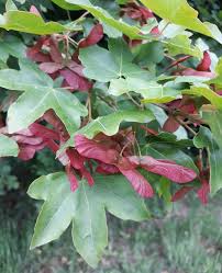 Attēlu rezultāti vaicājumam “Acer campestre leaf”