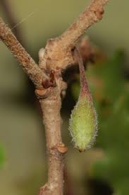 Attēlu rezultāti vaicājumam “Andricus quercuscorticis”