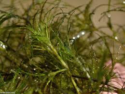 Attēlu rezultāti vaicājumam “Najas minor leaf”