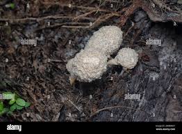 Attēlu rezultāti vaicājumam “Fuligo luteonitens spores”