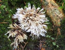 Attēlu rezultāti vaicājumam “Thelephora penicillata”