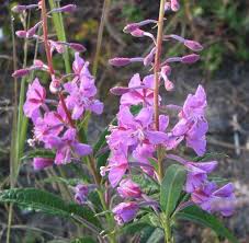 Image result for Epilobium angustifolium