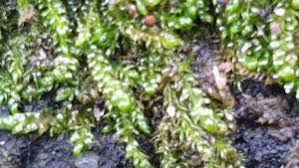 Attēlu rezultāti vaicājumam “Hypnum cupressiforme var. lacunosum sporophyte”