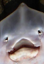 Image result for Raja straeleni