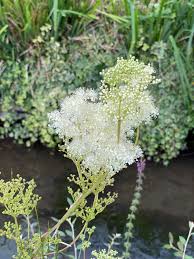 Attēlu rezultāti vaicājumam “Filipendula ulmaria”