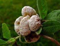 Attēlu rezultāti vaicājumam “Exobasidium vaccinii”