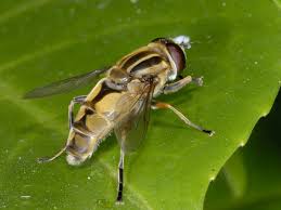 Attēlu rezultāti vaicājumam “Helophilus sp.”