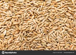 Image result for Secale cereale