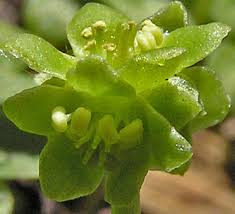 Attēlu rezultāti vaicājumam “Adoxa moschatellina flower”