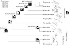 Attēlu rezultāti vaicājumam “Nematomorpha”