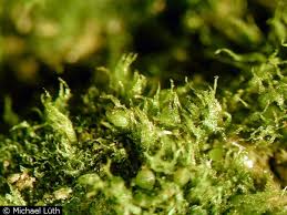 Attēlu rezultāti vaicājumam “Ephemerum serratum”