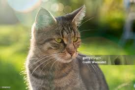 Attēlu rezultāti vaicājumam “Felis silvestris catus”