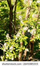 Attēlu rezultāti vaicājumam “Exochorda giraldii var. wilsonii”