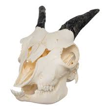 Attēlu rezultāti vaicājumam “Capra juvenile”