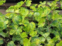 Attēlu rezultāti vaicājumam “Aquilegia vulgaris leaf”