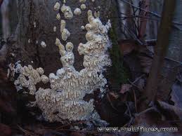 Attēlu rezultāti vaicājumam “Basidioradulum radula”